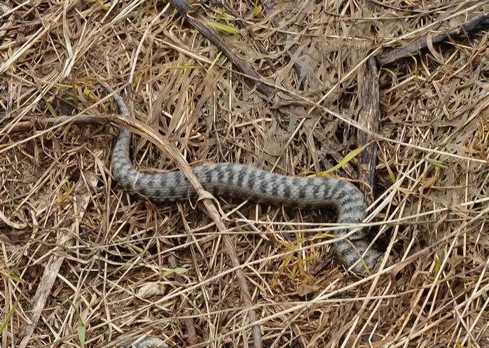 Vipera aspis atra